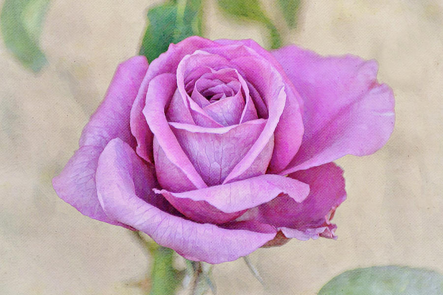 Nature Digital Art - Flowers of SoCal - Purple Rose by Gaby Ethington