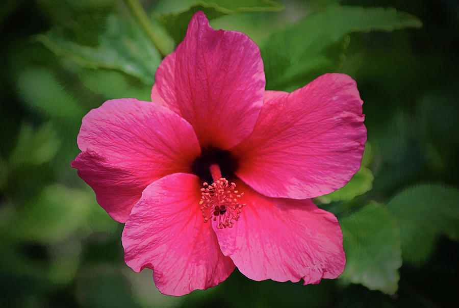 Flowers of SoCal - Queen of the Tropics Pink Hibiscus Flower Digital Art by Gaby Ethington