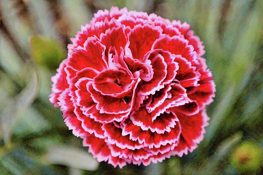 Flowers of SoCal - Red Carnation from the Top Digital Art by Gaby Ethington