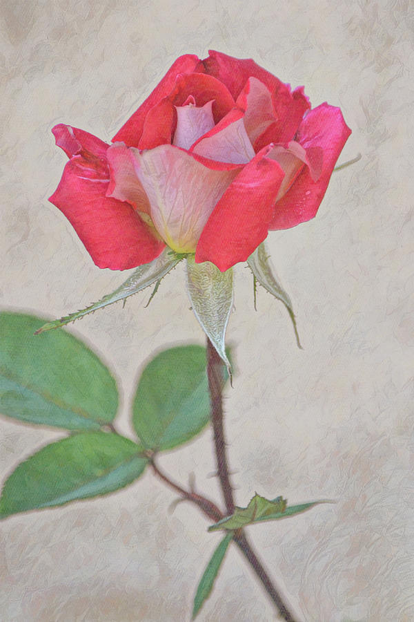 Flowers of SoCal - Red Pink Rose Portrait Digital Art by Gaby Ethington