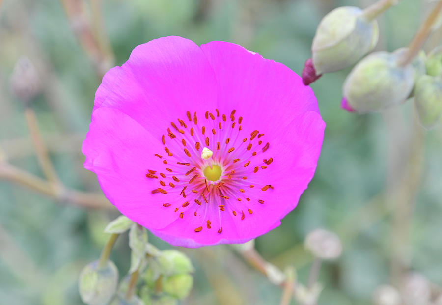 Flowers of SoCal - Rock Purslane Flower Close Up Photograph by Gaby Ethington