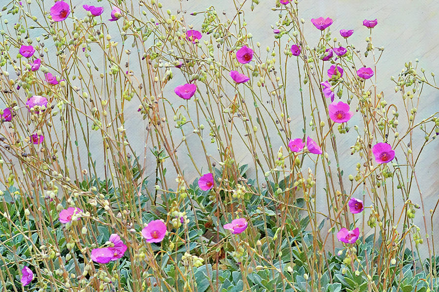 Flowers of SoCal - Rock Purslane Flowers Digital Art by Gaby Ethington