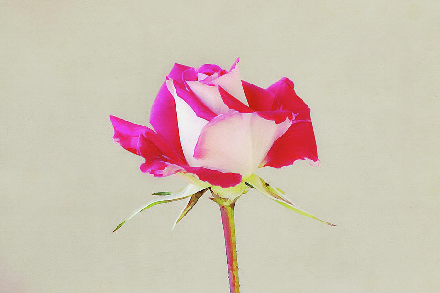Flowers of SoCal - Rose Grand Opening Digital Art by Gaby Ethington