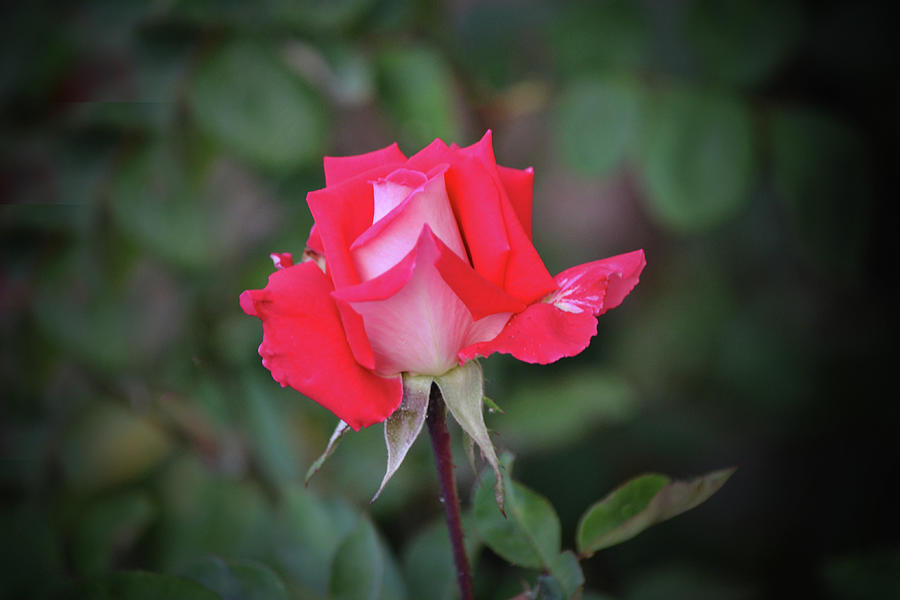 Flowers of SoCal - Single Red Pink Rose Photograph by Gaby Ethington