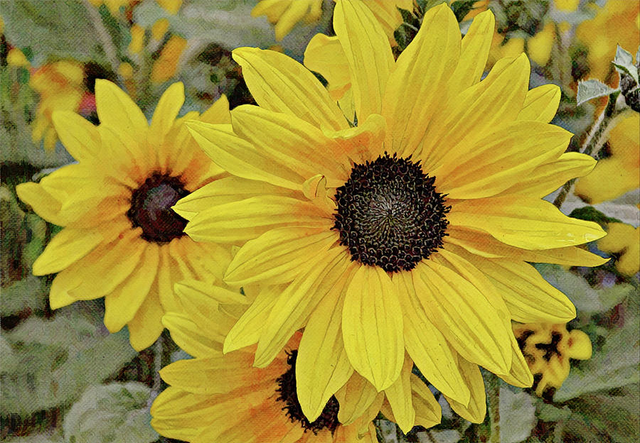 Flowers of SoCal - Sunflower Haven Digital Art by Gaby Ethington