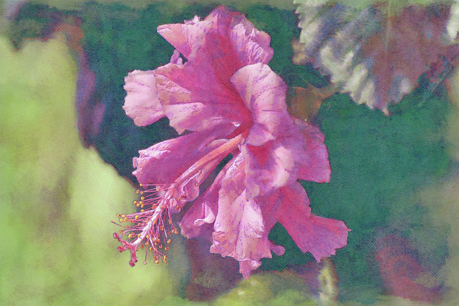 Flowers of SoCal - Tropical Hibiscus Beauty Digital Art by Gaby Ethington