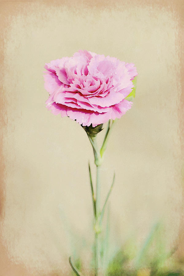 Flowers of SoCal - Vintage Pink Carnation Flower Portrait Digital Art by Gaby Ethington