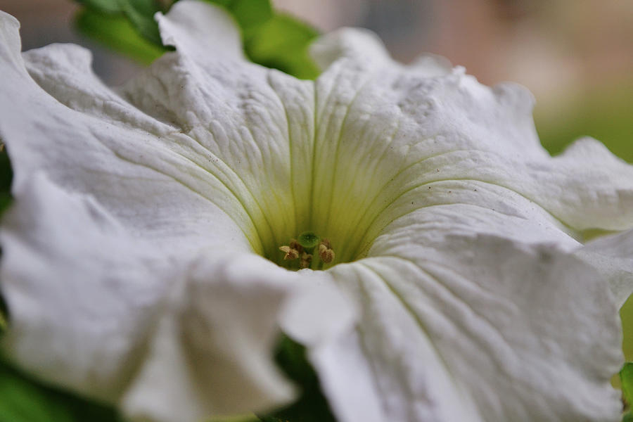 Flowers of SoCal - White Petunia Macro Photograph by Gaby Ethington