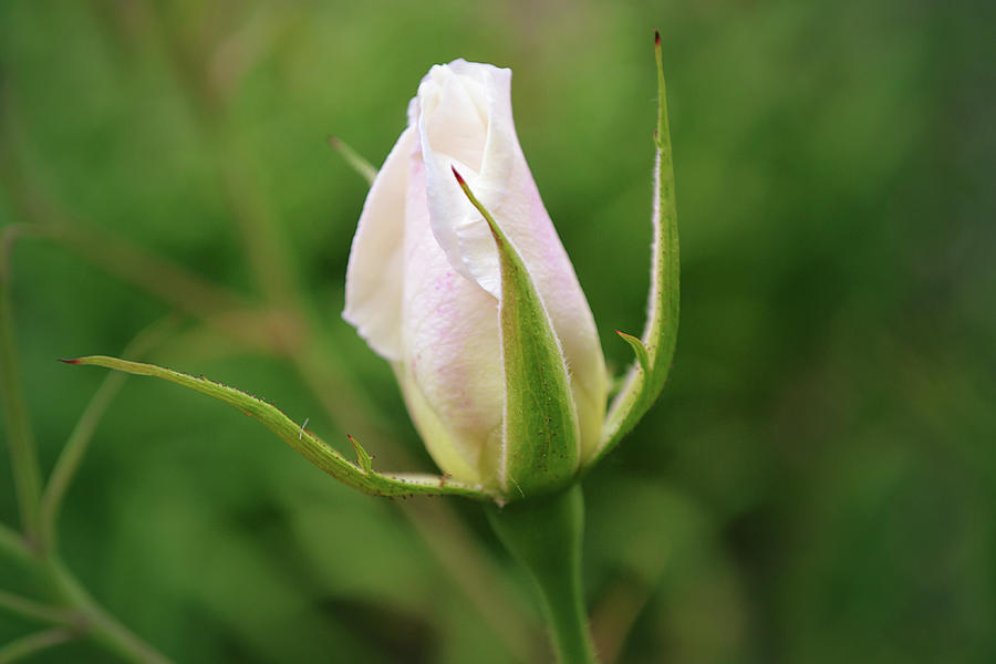 Flowers of SoCal - White Rose Bud Photograph by Gaby Ethington