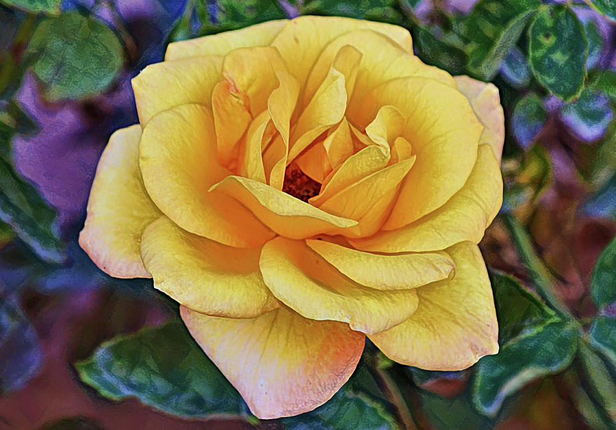 Flowers of SoCal - Yellow Gold Rose Digital Art by Gaby Ethington