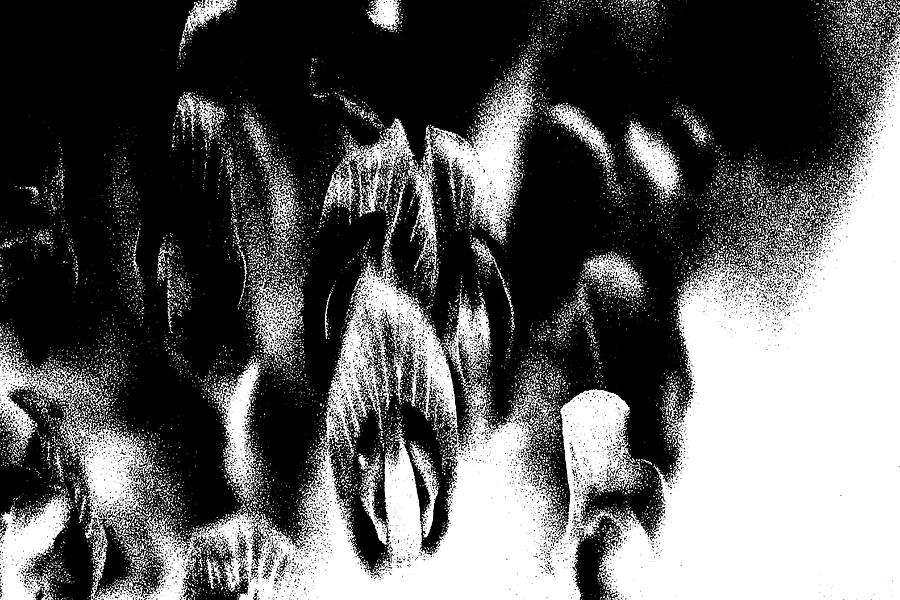 Abstract Photograph - Flowers Of The Night by Holly Morris Abstract Photograph - Flowers Of The Night by Holly Morris