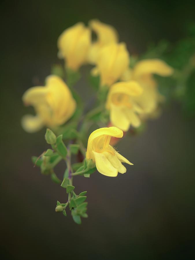 Flowers of Yellow Bush Penstemon Photograph by Alexander Kunz