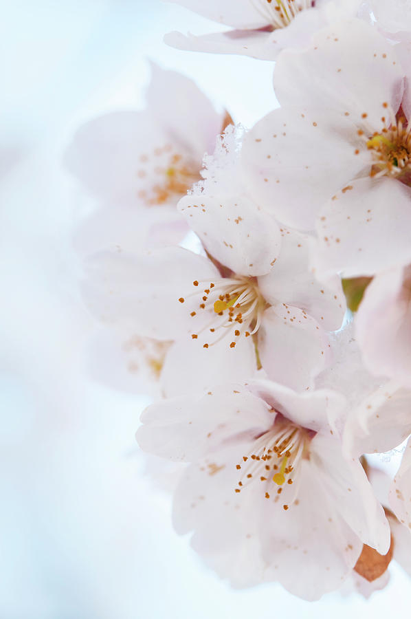 Flowers of Yoshino Cherry 1 Photograph by Jenny Rainbow