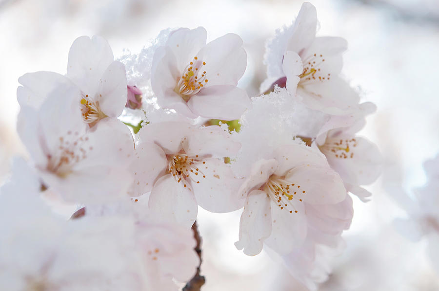 Flowers of Yoshino Cherry Photograph by Jenny Rainbow