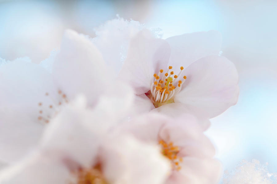 Flowers of Yoshino Cherry Macro Photograph by Jenny Rainbow