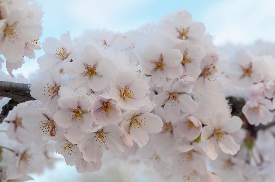 Flowers of Yoshino Cherry under Snow Photograph by Jenny Rainbow