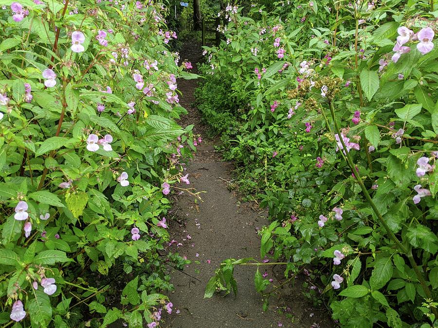 Flowers on a Footpath Photograph by Samuel Pye | Fine Art America