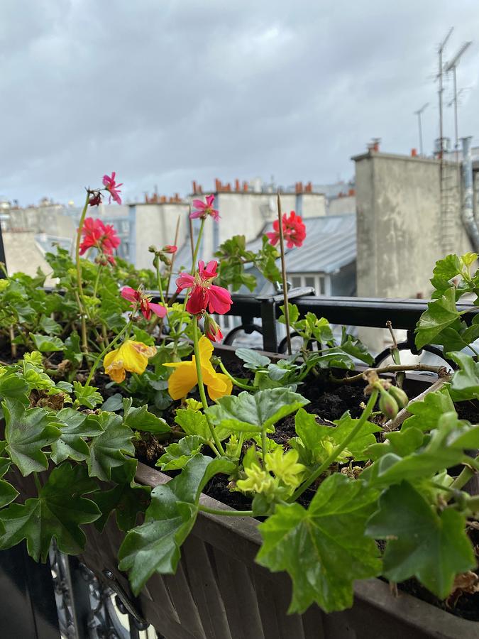 Flowers on a Paris balcony Photograph by Brooks Photography - Fine Art ...