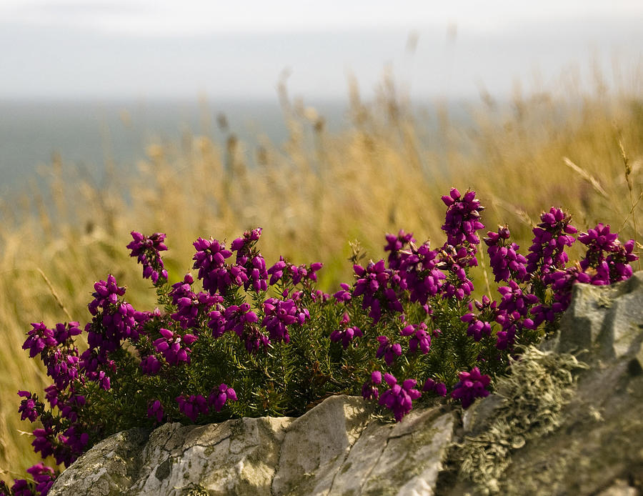 Flowers On A Rock Photograph