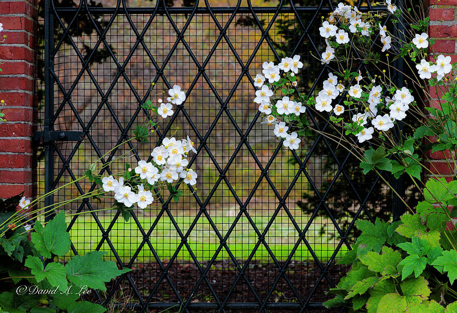 Flowers on Gate Photograph by David Lee