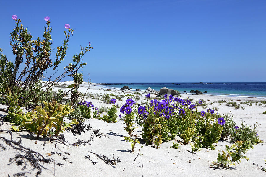 Flowers on the beach Chile Photograph by James Brunker
