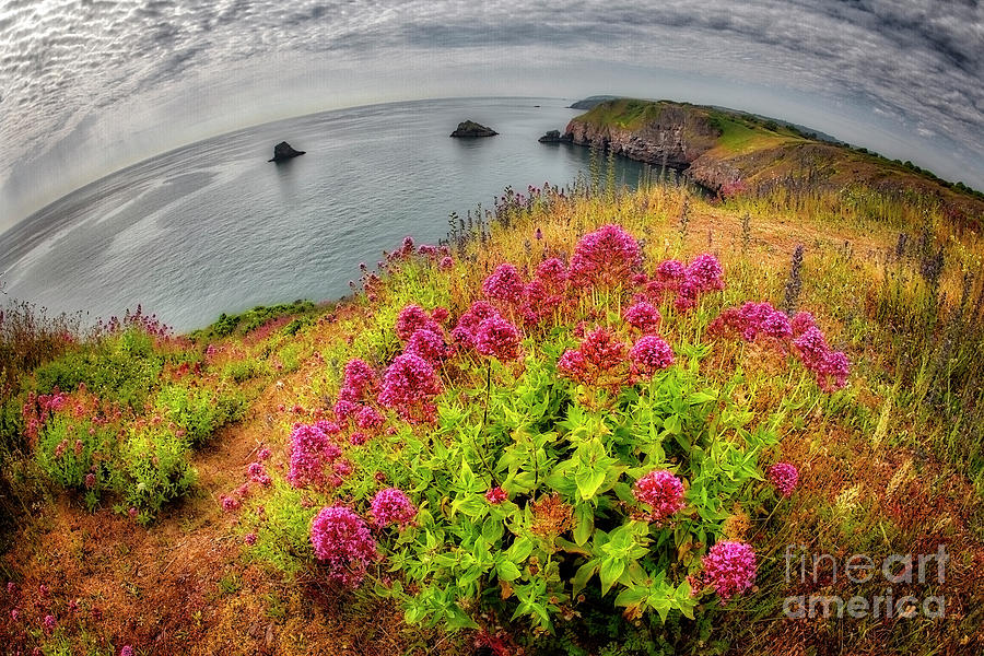 Flowers On The Cliff Photograph by Edmund Nagele FRPS