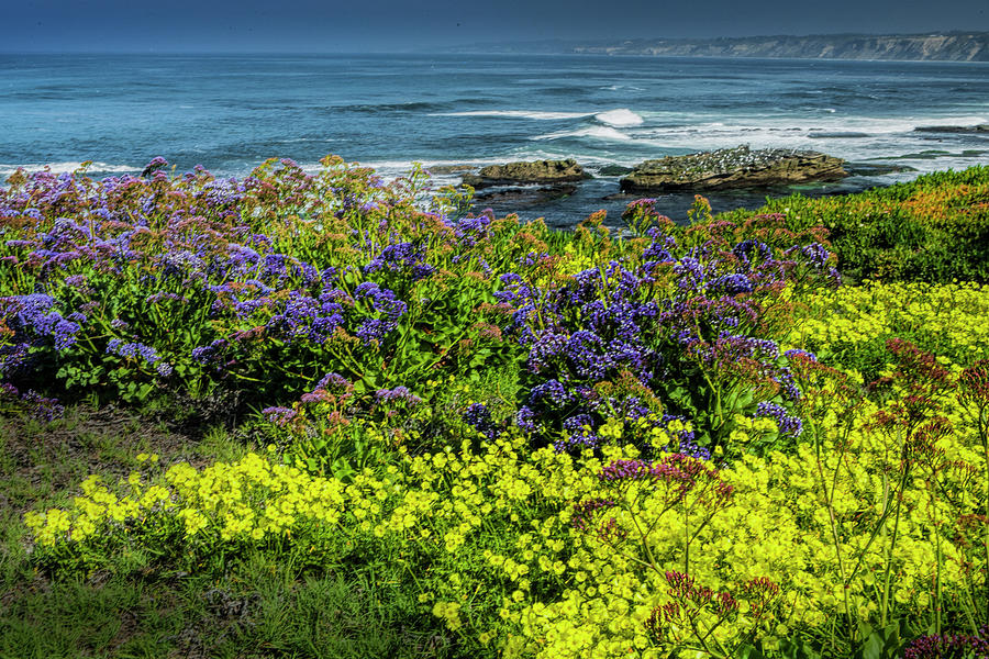 Flowers on the La Jolla Cove Coastline Photograph by Randall Nyhof