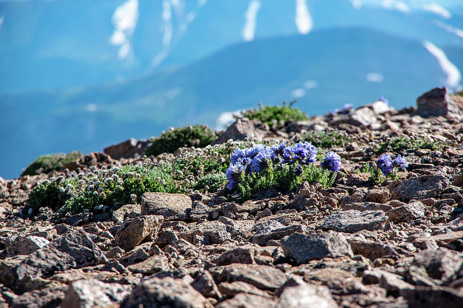 Flowers on top of a mountain Photograph by Nathan Wasylewski