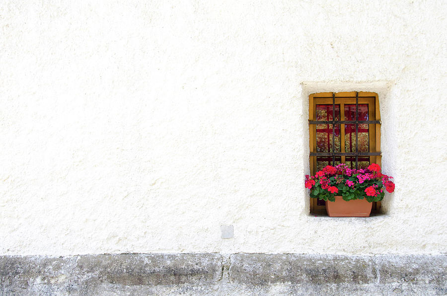 Flowers Outside A Window Photograph