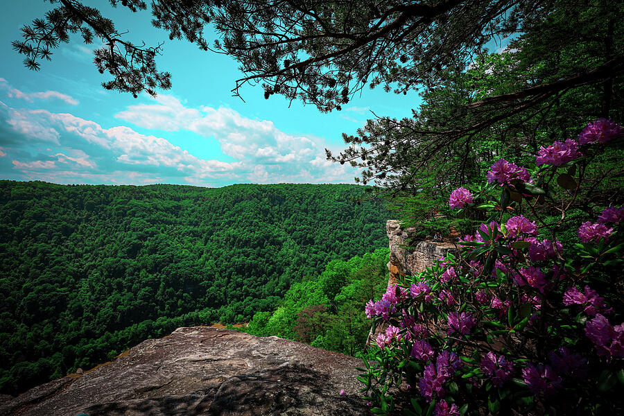 Flowers over NRG Photograph by Alex Naper Flowers over NRG Photograph by Alex Naper