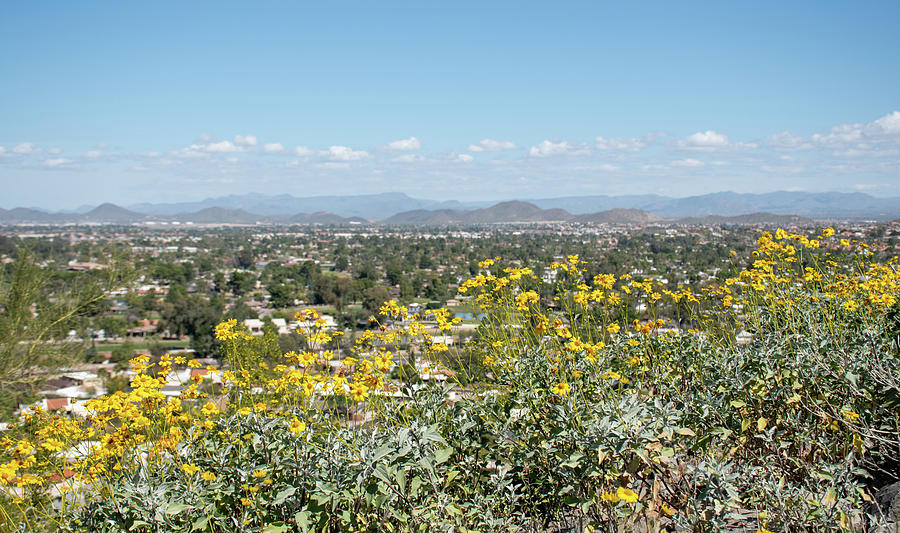 Flowers Over Phoenix Photograph