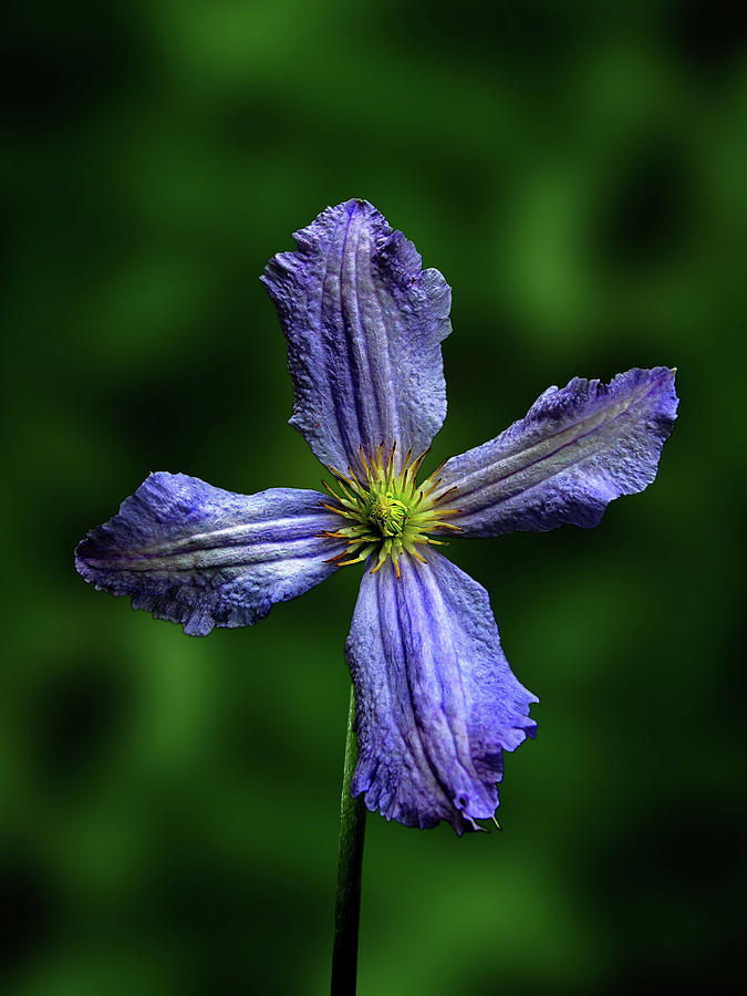 Flowers Photography-58 Mixed Media by Art By Lakshmi Flowers Photography-58 Mixed Media by Art By Lakshmi