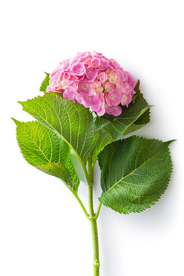Flowers: Pink Hydrangea Isolated on White Background Photograph by Floortje Flowers: Pink Hydrangea Isolated on White Background Photograph by Floortje