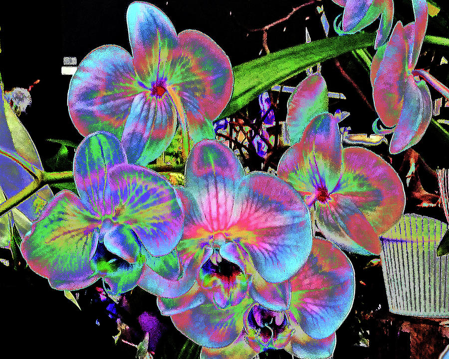Flowers Psychedelic Photograph by Andrew Lawrence