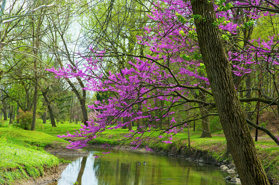 Flowers-Redbud tree along a creek with ducks-Howard County Indid ...