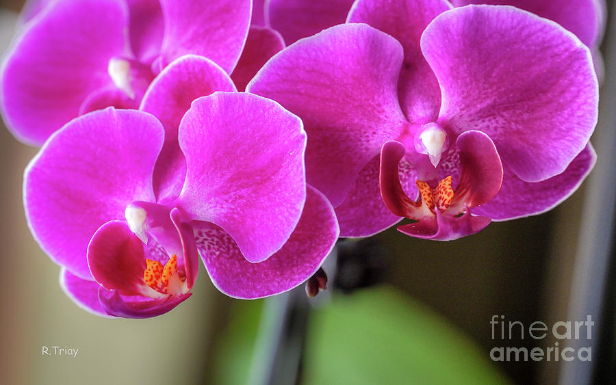The Majestic and Beauty of the Orchid Photograph by Rene Triay FineArt Photos