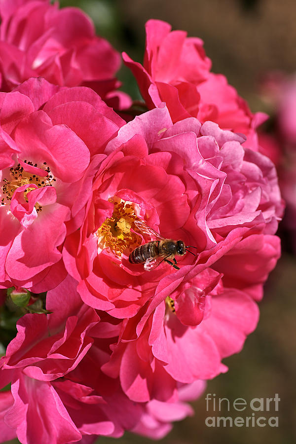 Nature Photograph - Flowers-roses-pink-bee by Joy Watson