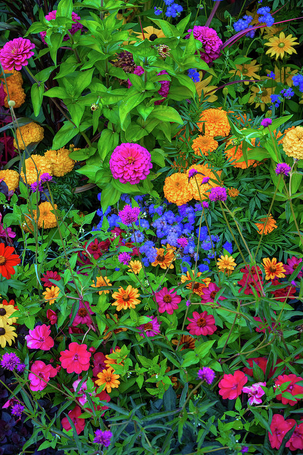 Flowers so colorful Photograph by Bill Cubitt