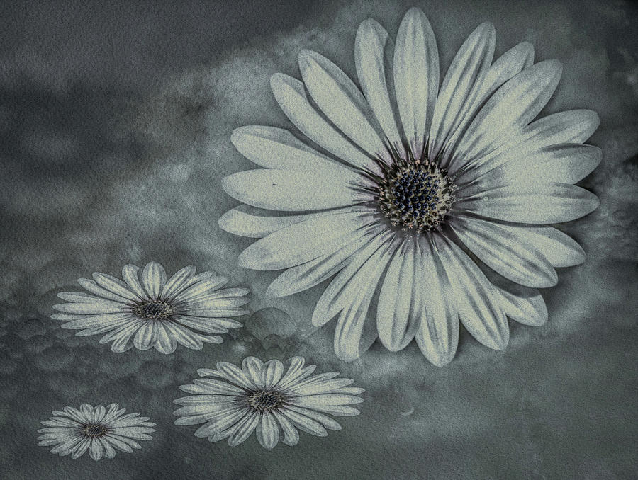 Flowers  Digital Art by Sue Masterson