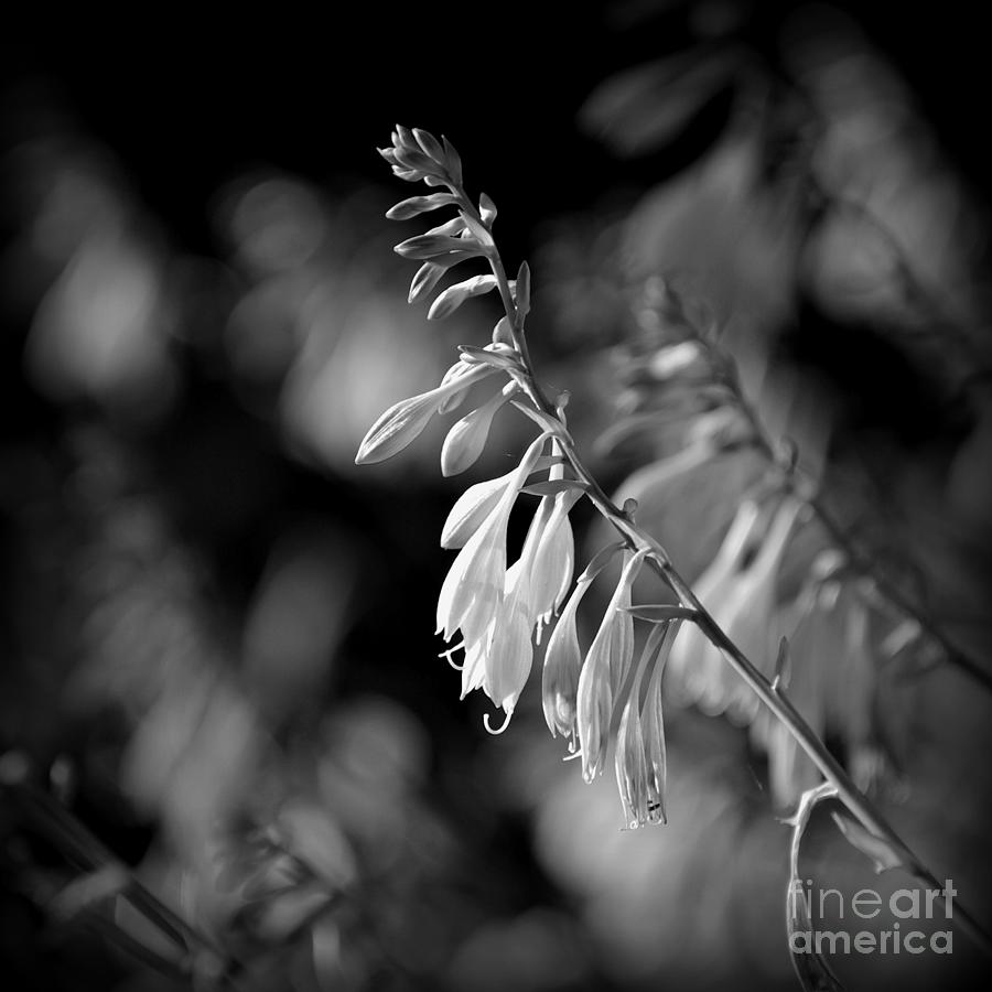 Flowers Sunlight Black and White - Square Photograph by Frank J Casella