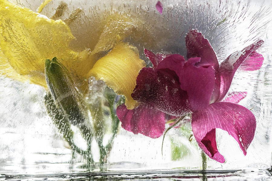 Flowers suspended in ice Photograph by Sven Brogren