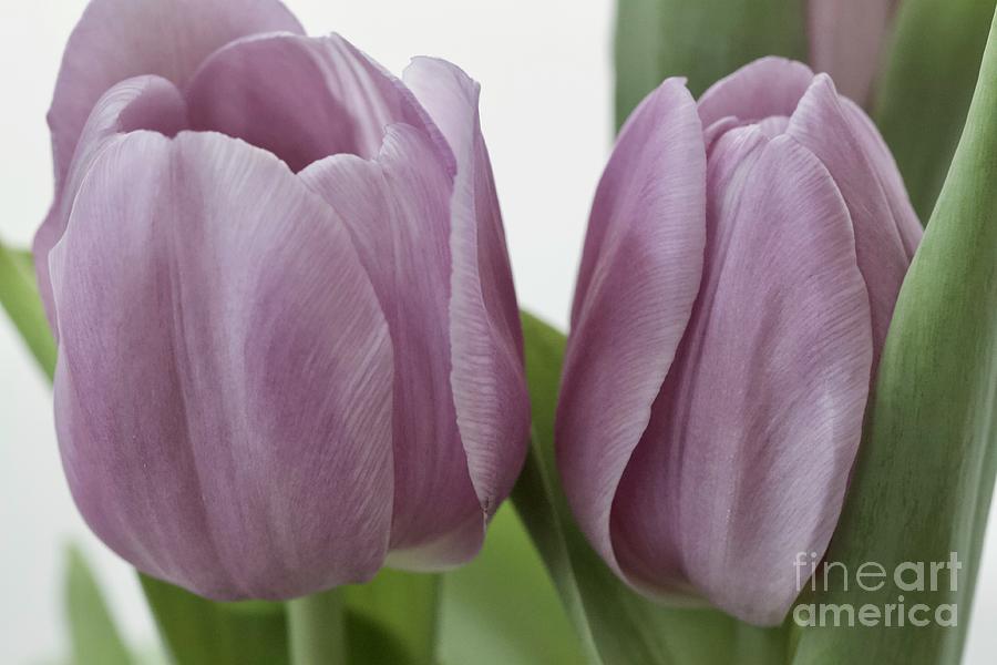 Flowers Tulips 2 Macro No. 4444 Photograph by Sherry Hallemeier