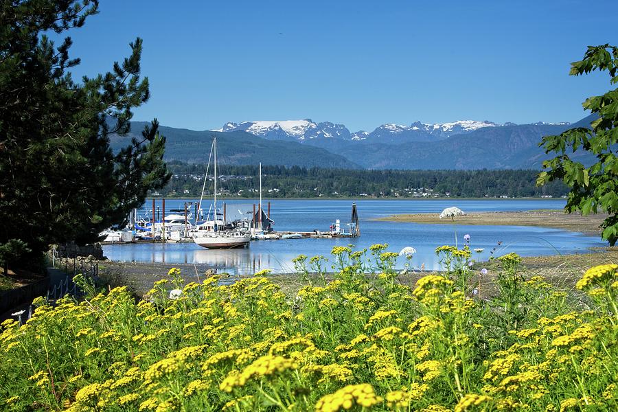 Flowers, Water, Snow Photograph by Chuck Burdick - Fine Art America