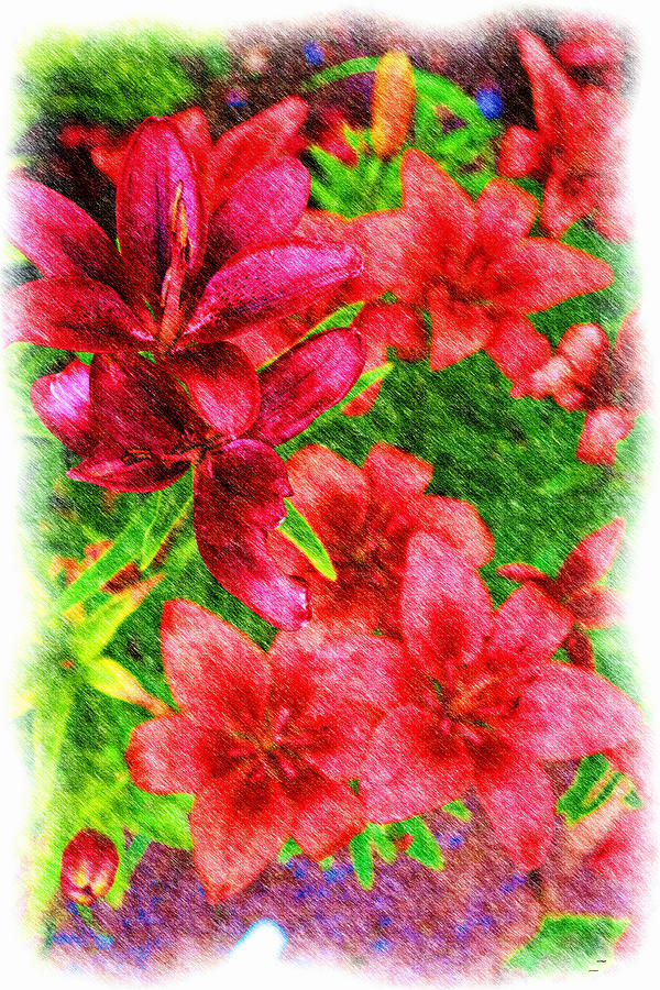 Flowers With Color Pencil Effect Photograph by Tom Prendergast