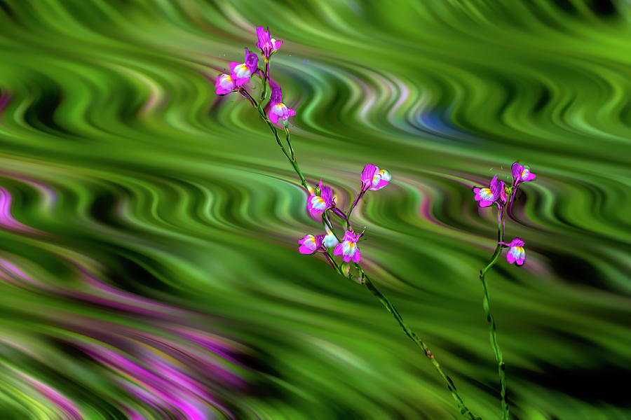 Flowers with swirling wind   paintography Photograph by Dan Friend