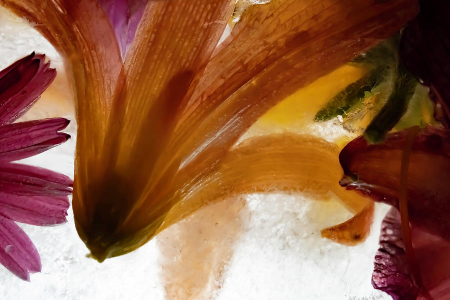 Flower Photograph - Flowers within ice abstract by Sven Brogren