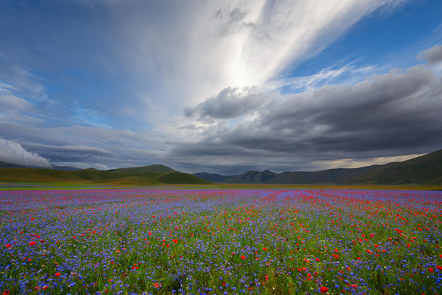 Flowery fields Photograph by Beppeverge