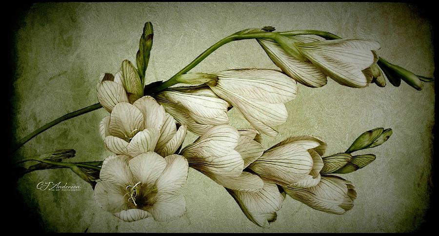 Flowery Fragrant Freesia Photograph