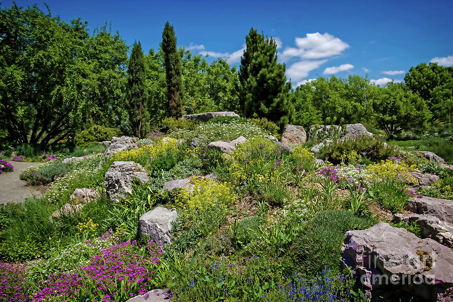 Flowery Hillside Photograph by Jon Burch Photography
