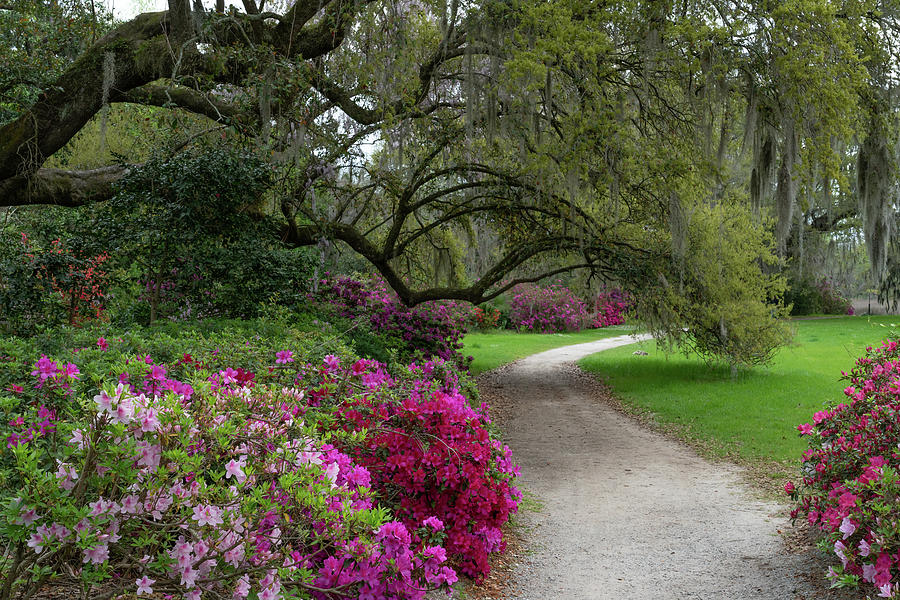 Flowery Path Photograph by Jim Miller